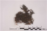 藏品(歐耳葉蘚)的圖片